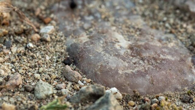 Anthill trail 4K macro timelapse. Ants crossing their path in sandy soil. They were filmed in their natural environment.