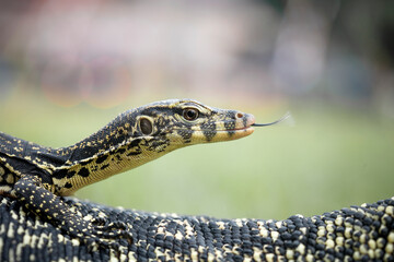 Borneo Lizard on Nature Place