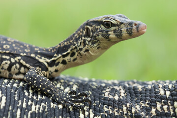 Borneo Lizard on Nature Place