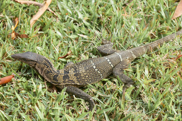 Borneo Lizard on Nature Place