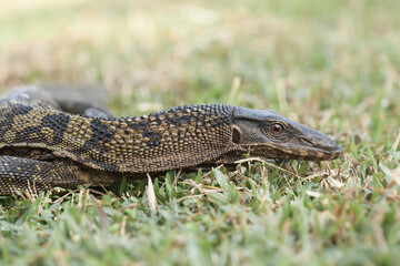 Borneo Lizard on Nature Place
