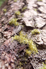 moss on the stone