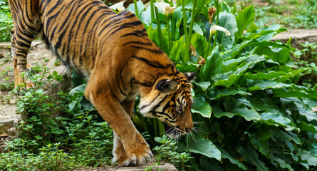 A Sumatran tiger or Panthera Tigris Sondaica hunting