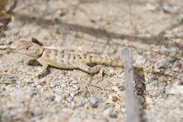 lizard on the stone