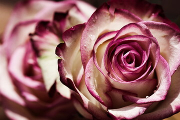 Nahaufnahme einer wunderschönen Rose mit dunkelroten bis weißen Blütenblättern