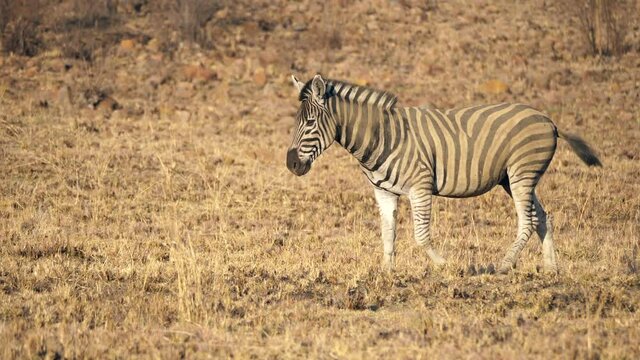 Side view of Plains Zebra stallion walking across short yellow grass landscape after a dust bath 
