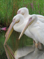 モモイロペリカン