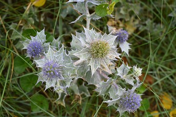 Chardons dans un champ en Bretagne en gros plan