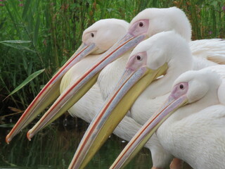 モモイロペリカン