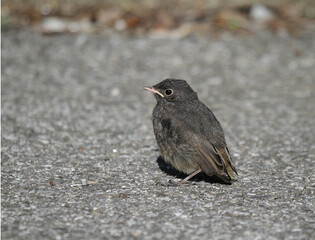 rougequeue juvénile