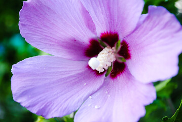 Beautiful hibiscus flower close up