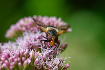 Gemeine Waldschwebfliege, Gemeine Hummel-Schwebfliege // pellucid fly (Volucella pellucens) 