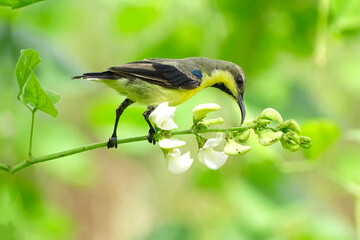 yellow wagtail on a branch