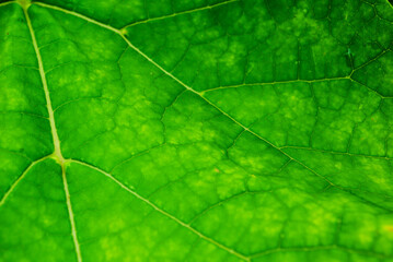Fototapeta na wymiar Green leaf close up. Texture.