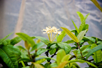 blooming tropical plants close up 