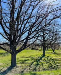 Trees without leaf and tree shadows in spring
