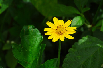 yellow flower in the garden