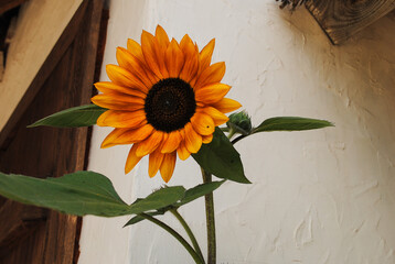 Sunflower on the background of an old white wall.