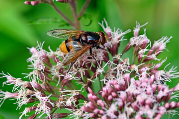 Hornissenschwebfliege // hornet mimic hoverfly (Volucella zonaria)