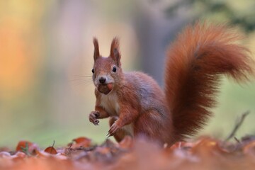 Naklejka na ściany i meble Portrait of a cute european red squirrel. Sciurus vulgaris. squirrel sitting on the ground.