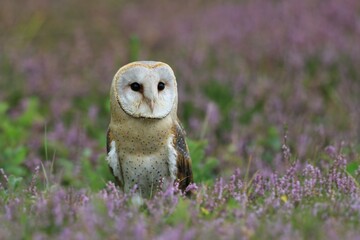 Barn Owl sitting on the blooming meadow (Tyto alba) . Western barn owl in the nature habitat.