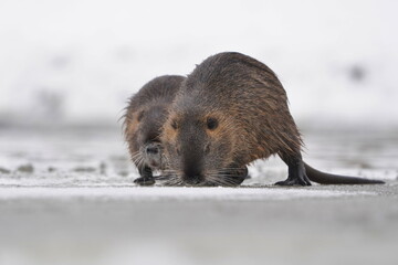 Obraz premium Coypu (Myocastor coypus) in the nature habitat. Two Nutria sitting on a frozen river