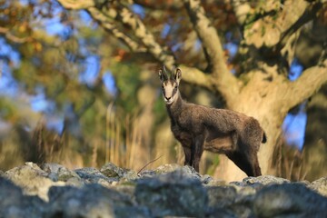 Fototapeta premium Chamois, Rupicapra rupicapra, in the stone hill. Studenec hill, Czech Republic. Animal from Alp.