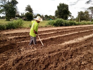 person working in a garden