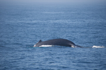 Obraz premium dolphin jumping out of water