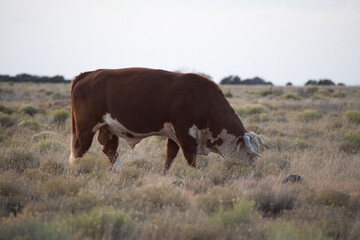 cows grazing in a field