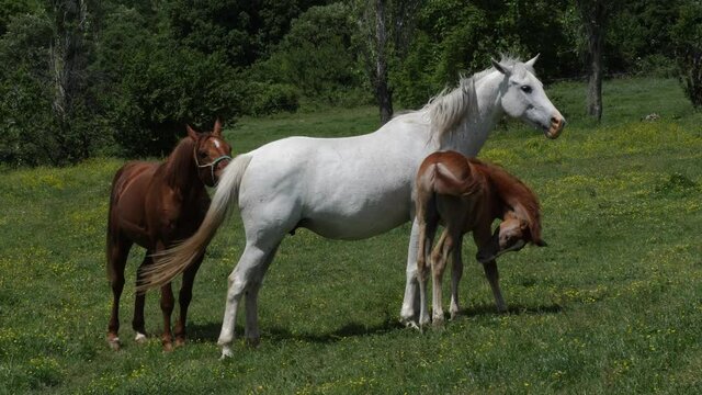 Horse mating ritual. Horses make love. A little horse walks around them.