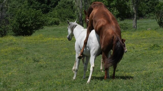 Horse mating ritual. Horses make love. A little horse walks around them.