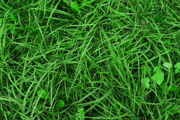 Fototapeta na wymiar Juicy green grass texture for background. Green lawn pattern and texture background.