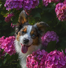 Blumenhund