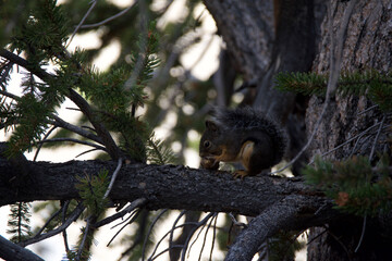 Obraz premium squirrel on tree