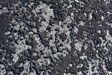 Decorative motif of lichen
