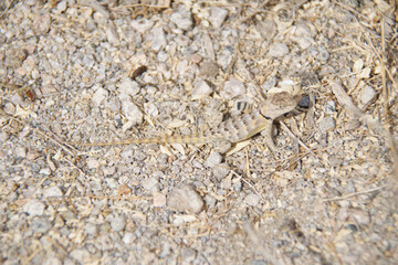 lizard on the sand