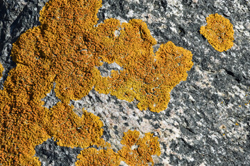 Decorative motif of lichen