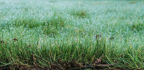 Drops of Morning dew on grass stalks