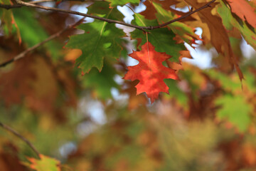 Magic colorful autumn time -  red maple leaf on a tree