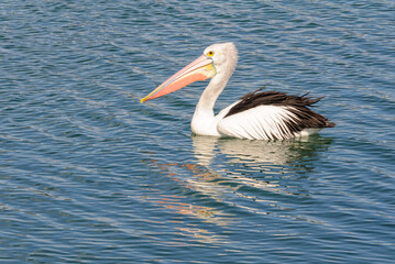A pelican is enjoying the coastal water in Georges Bay - St Helens, Tasmania, Australia