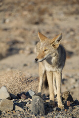 Fototapeta premium black backed jackal