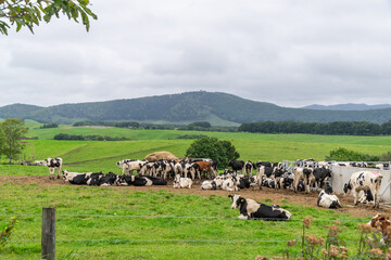 Herd of cows in the countryside of Hokkaido, Kato district, Japan