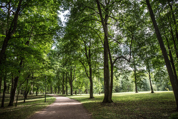 Fototapeta na wymiar open-air park with green trees close-up 