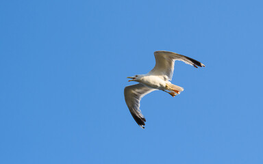 Obraz premium A seagull in flight with an open beak against the background of a clear sky.
