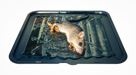 Rat or mice trapped on mousetrap isolated on white background, clipping path included. That animal...