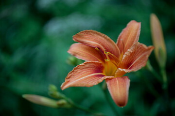 Fototapeta premium Tiger lily close-up, floral background, spring time
