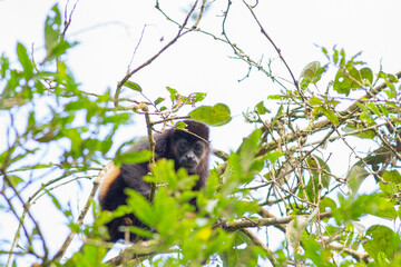  木の上に座って枝をつかんでこちらを見つめるホエザル