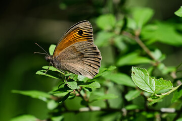 Mariposa 2