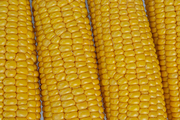 Cob Corn yellow natural Texture Close up